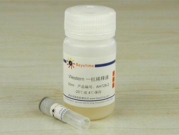 HSP70抗体(小鼠单抗)